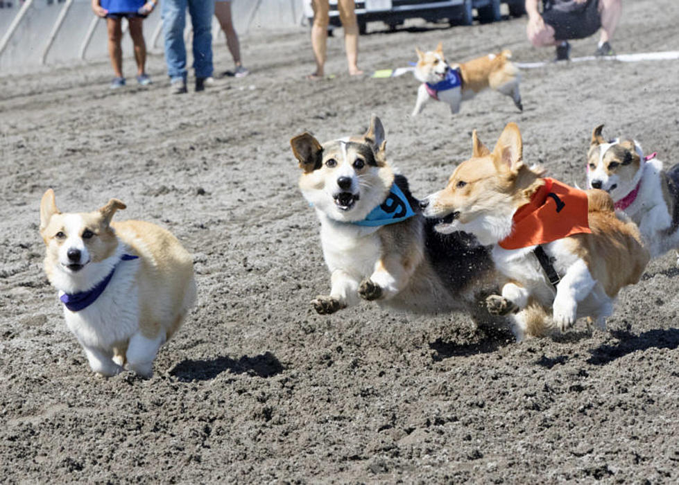 Get Ready For The Corgi Races At Delta Downs!