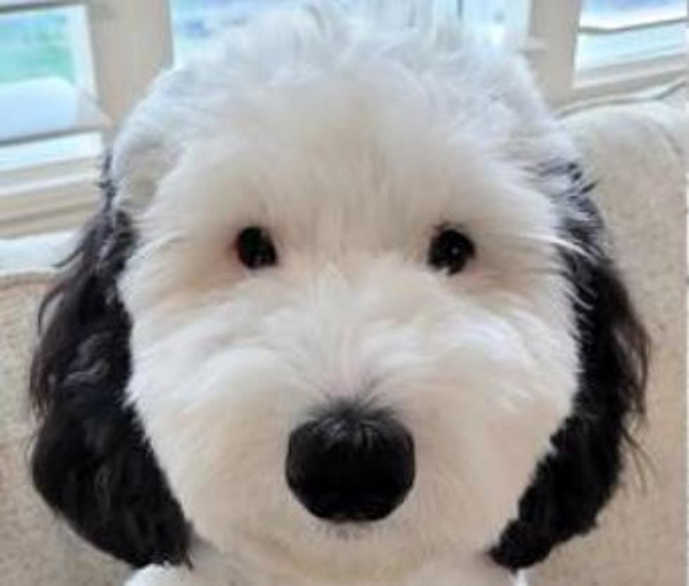 Real-Life Sheepadoodle Looks Just Like Charlie Brown's Snoopy!