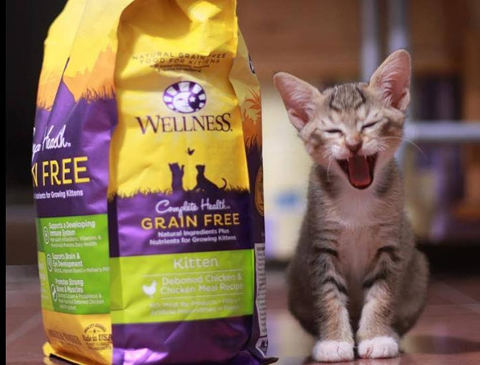 1,000+ Bags Of Wellness Cat Food To Be Given Away In Lake Charles