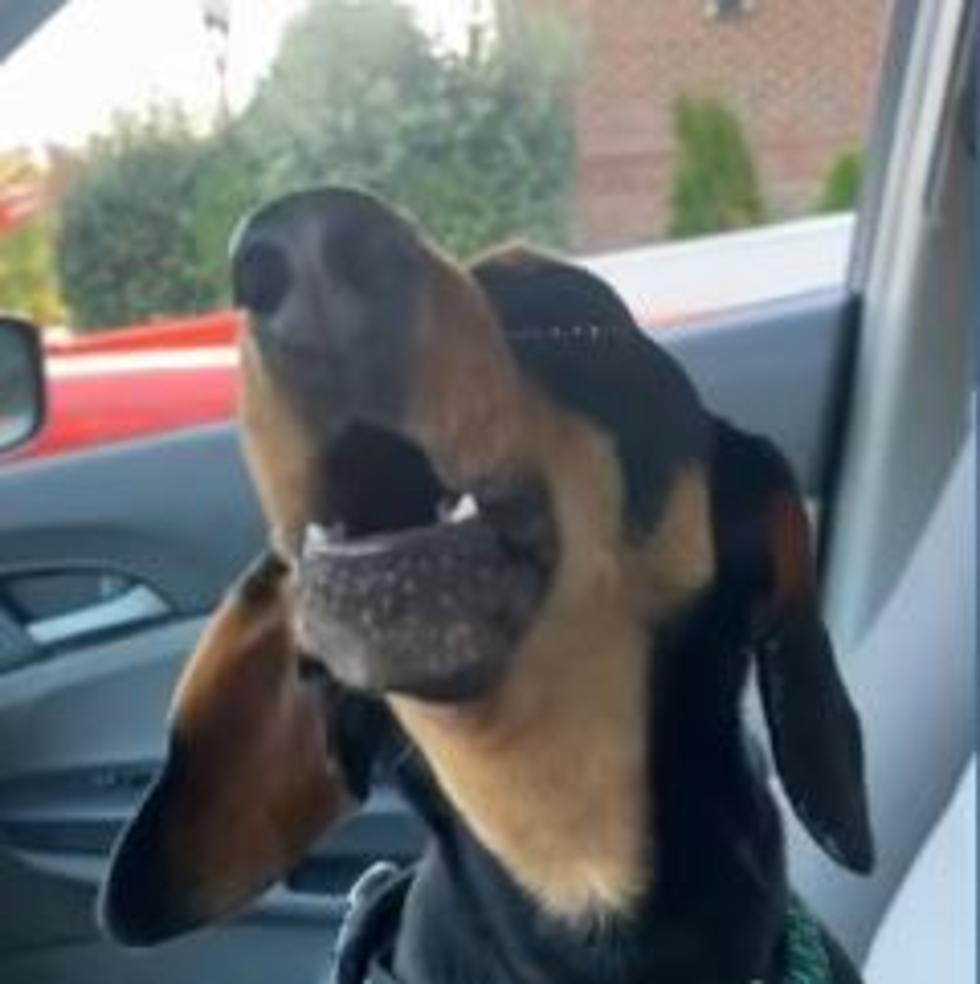 See Adorable Dachshund Sing Whitney Houston’s ‘I’ll Always Love You’ [VIDEO]