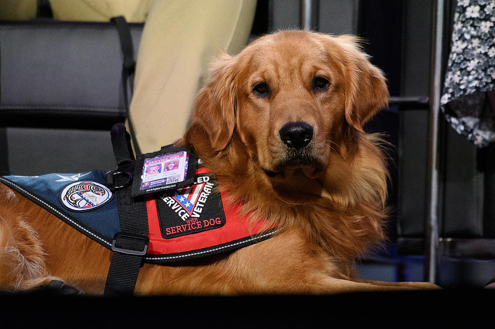 Northwest Battle Buddies Gifts Trained Service Dogs To Veterans Battling PTSD