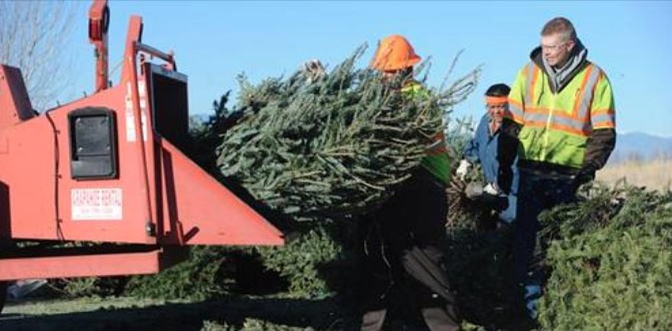 The City Of Lake Charles &#038; Team Green Are Collecting Live Christmas Trees