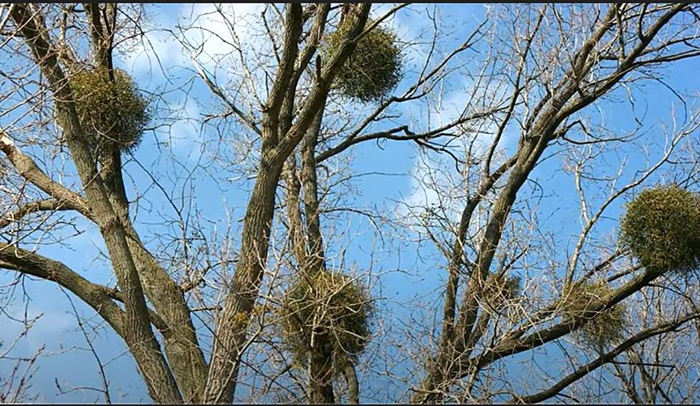 Mysterious Ball Of Leaves In Louisiana Trees Are Not Bird Nests