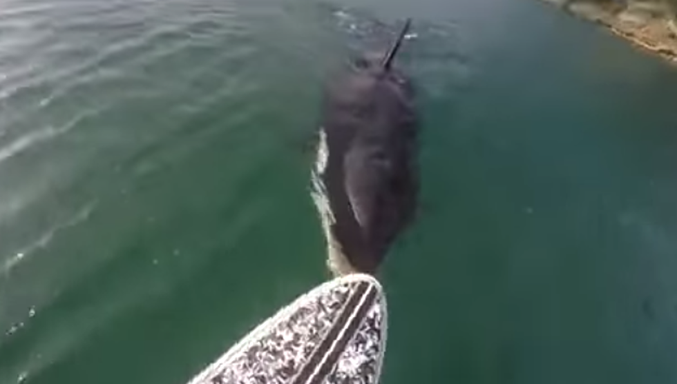 This Guy And His Paddle-Board Had A Run In With A Killer Whale [VIDEO]