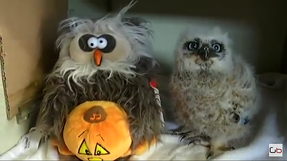 Baby Owl Dances and Sings to ‘Monster Mash’ [VIDEO]