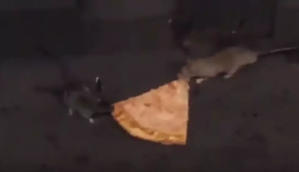 Two Rats Fight Over a Slice of NYC Pizza [VIDEO]
