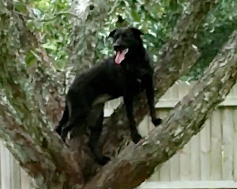 It’s Not Everyday You See A Dog In A Tree