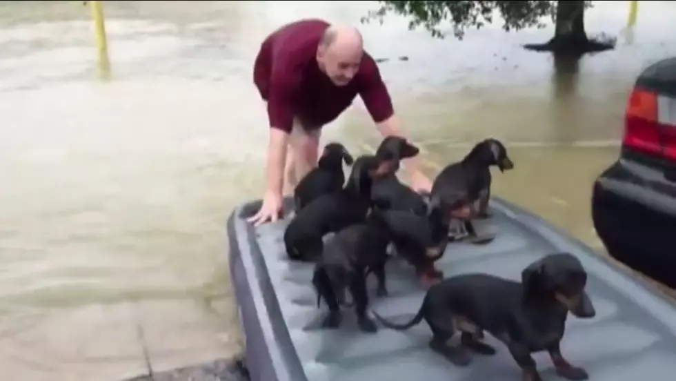 Man Uses Air Mattress To Rescue 11 Dogs From Louisiana Flood
