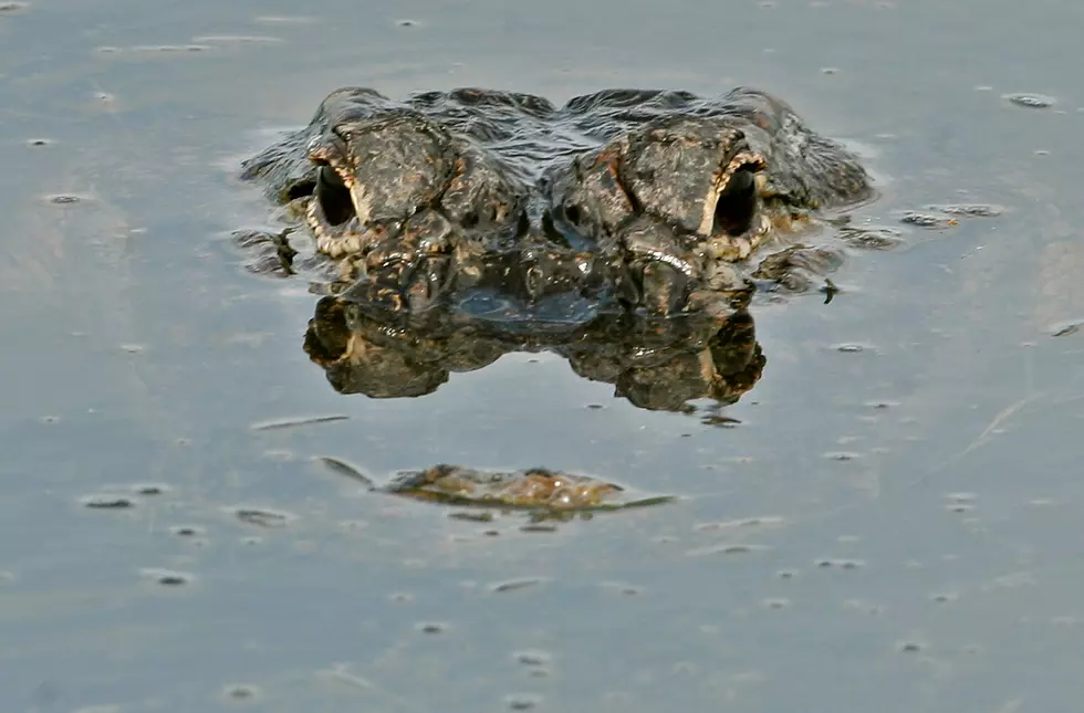 Ready to ‘Choot Em’? How Much Does a Gator Hunter Really Make? [VIDEO]