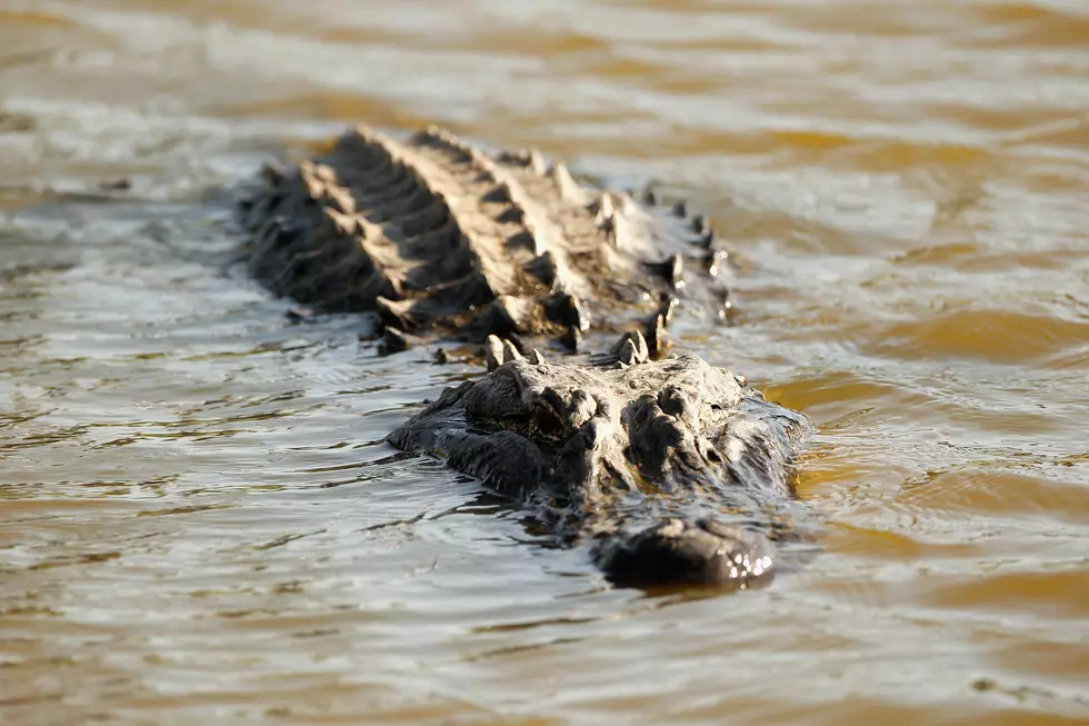 Gator season open in Louisiana