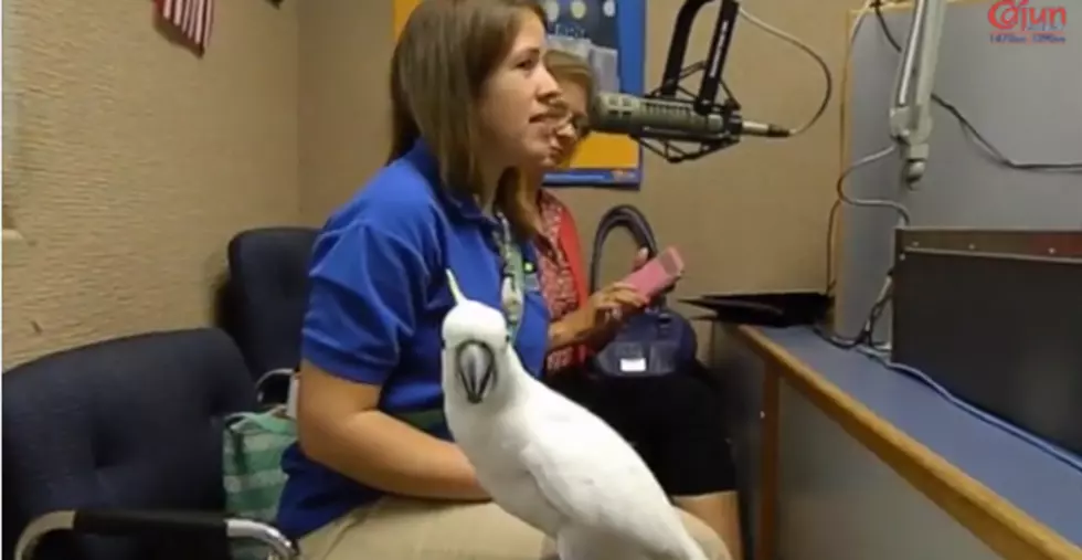 Animals Invade The Cajun Radio Studio [VIDEO]