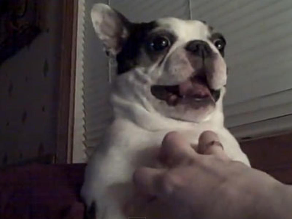 Mackie the Boston Terrier Loves Being Tickled [VIDEO]