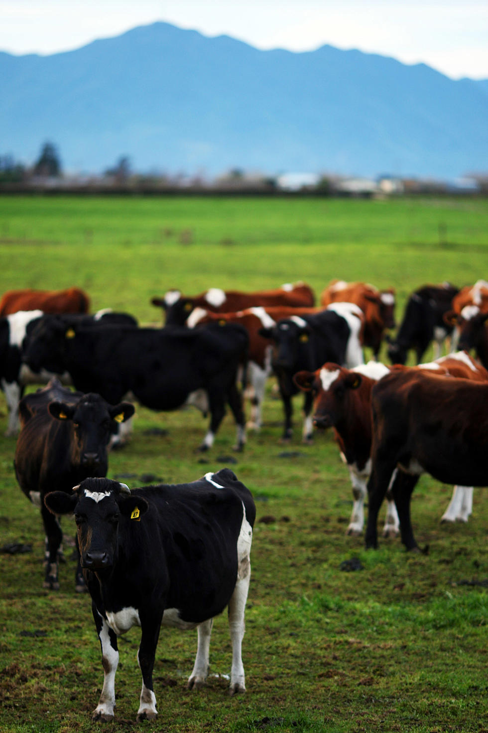 Strayed Cows Stuck In Hunting Shack Freeze To Death