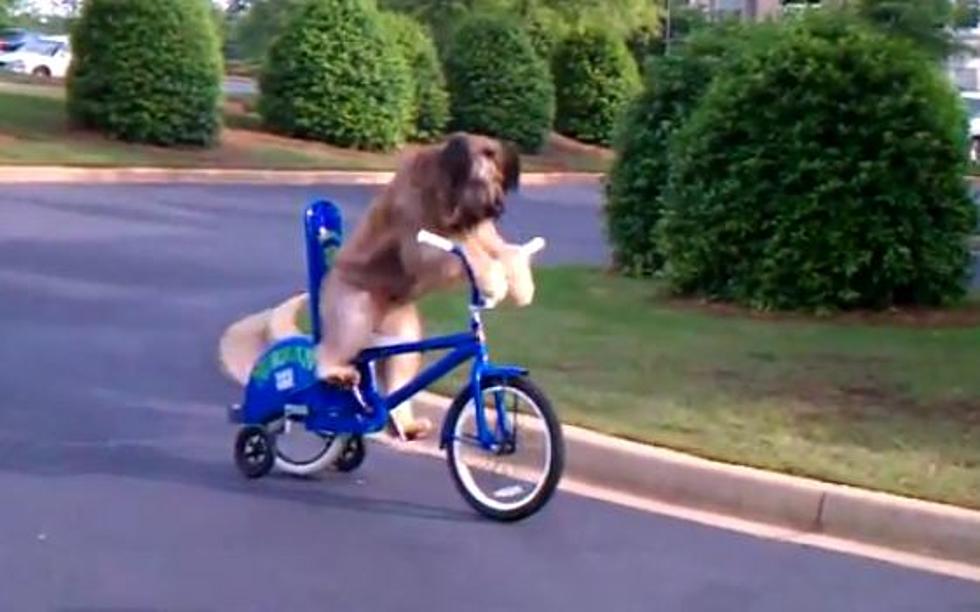 Norman The Dog Rides His Bike [VIDEO]