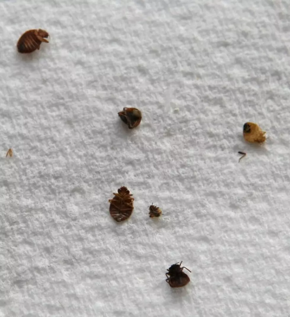 Bed Bugs, Where Are They, Maybe In Your Bed