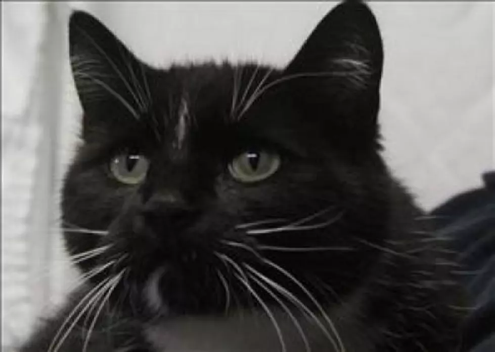 For You Feline Fans, Luanne, The Animal Allies Pet Of The Week