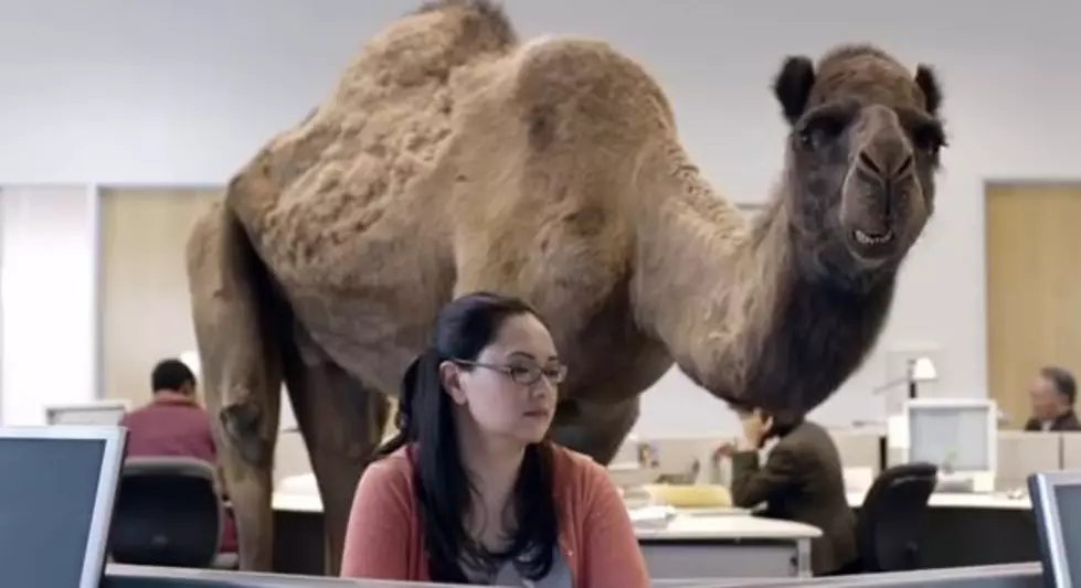 Meet Chris Sullivan The Voice Of The Geico Camel “HUMP DAY”[VIDEO]