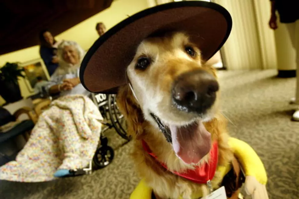 Halloween Safety Tips For Your Pet, Sometimes It Can Be Spooky For Them