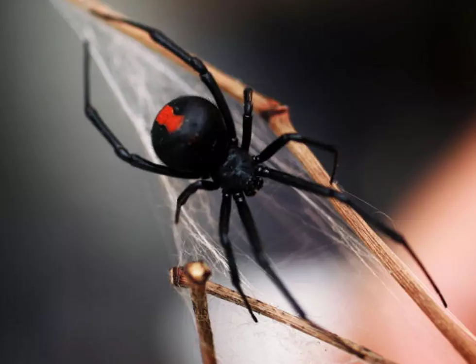 Deadly Black Widow Spiders Found on Fruit in Minnesota and Wisconsin
