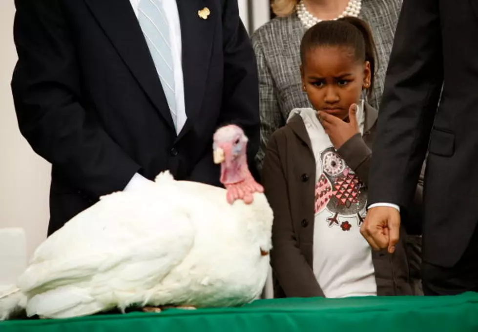 There’s A Turkey In The White House;  Minnesota Turkeys Make Their Way For 2013 Pardon By Barack Obama