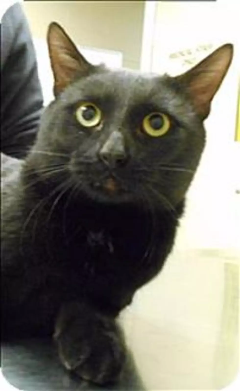 The Black Panther, Guage, Just A Happy Cat Wanting A Home