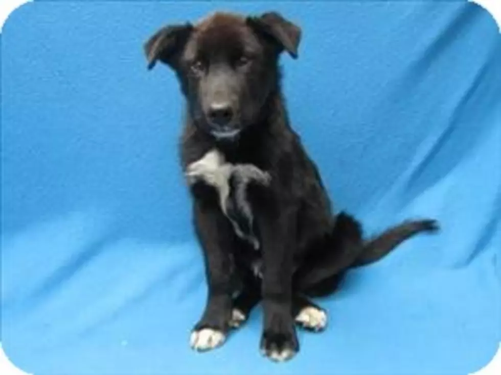 Jasper Is Cute Puppy That Is Looking For Someone To Share His Cuteness With