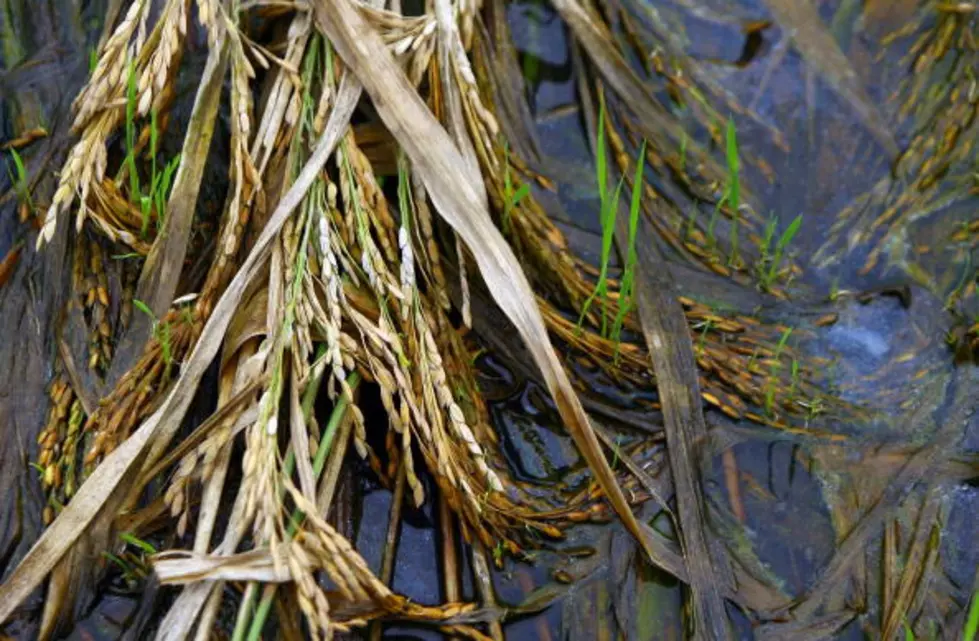 MPCA&#8217;s Sulfate And Wild Rice Study Released;  More Information Needed Before Levels Are Adjusted [Update]