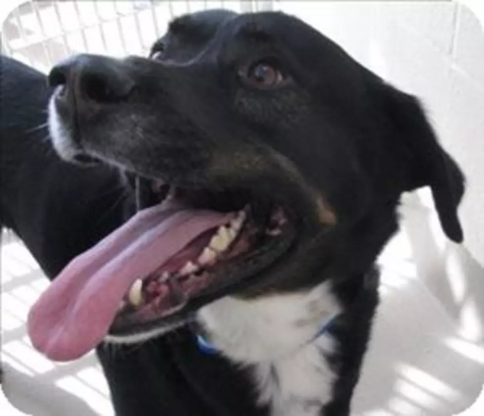 This Pet Of The Week Has A Huge Heart, Marley Is A Big Boy