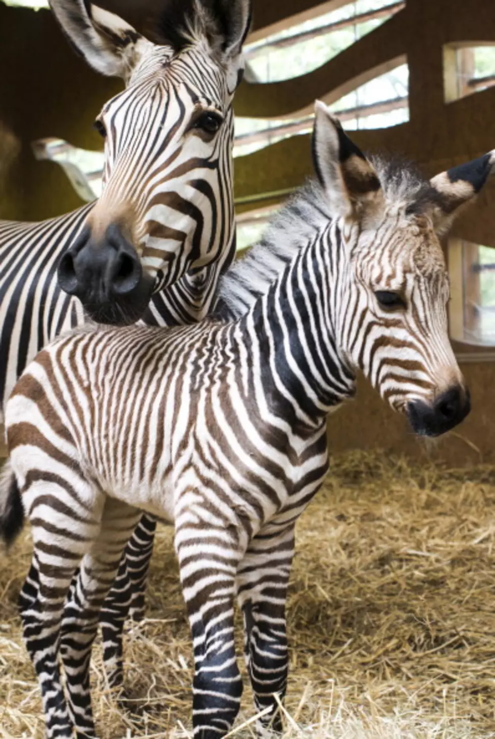 Why Do Zebra’s have Stripes?