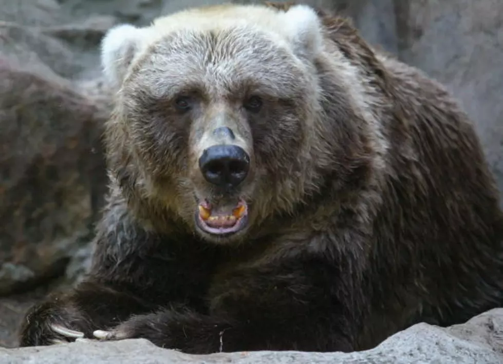 Beware of Bears in Lake Nebagamon and Surrounding Area