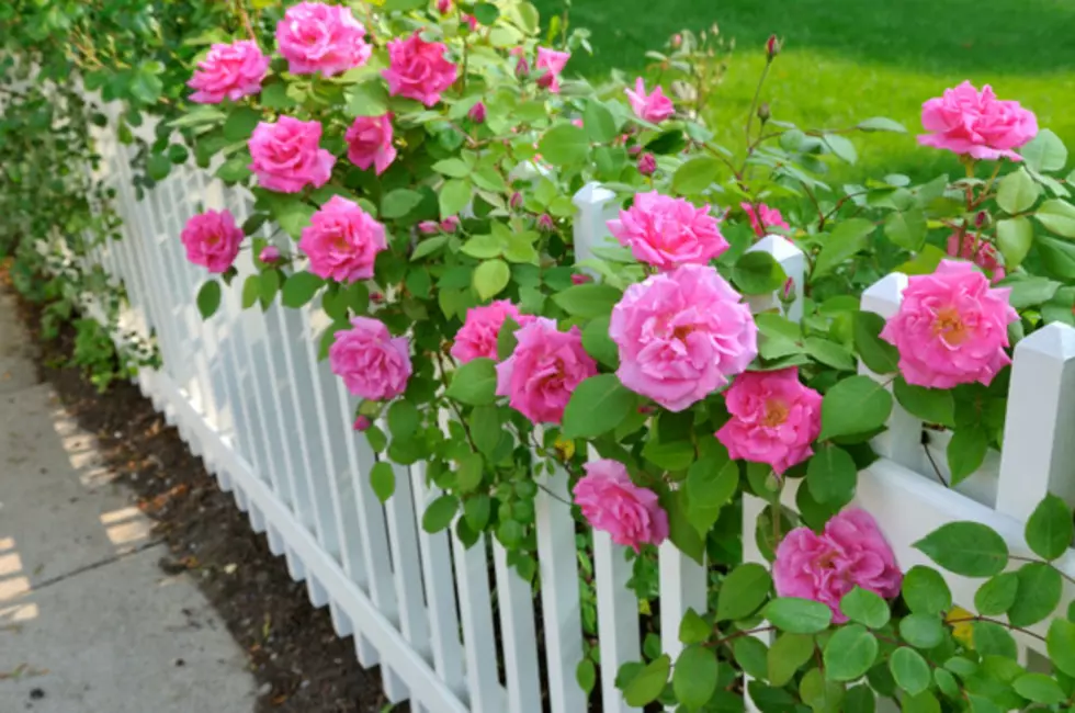 Raise The Roses!  Help The Duluth Rose Garden Look Beautiful This Year – April 26 and April 29