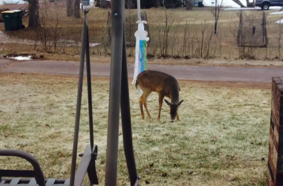 Deer Visit Rayman and Sue at Home [VIDEO]