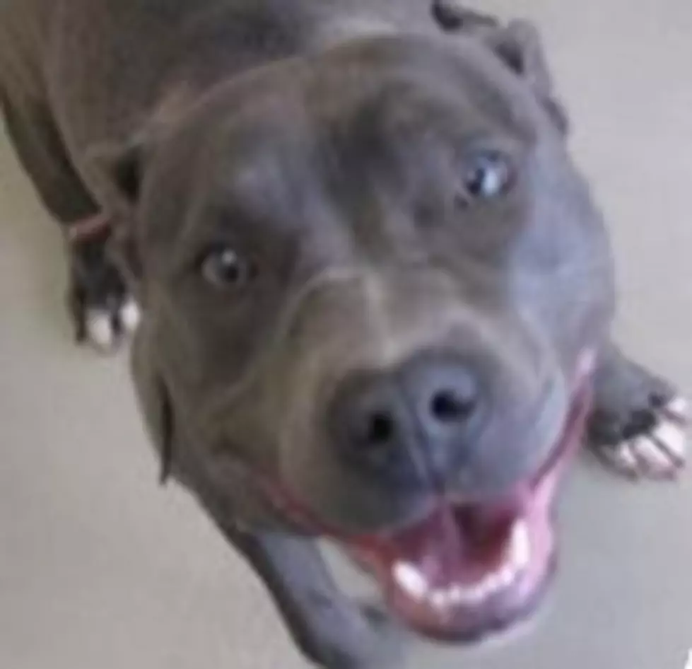 Jazzie Is Jazzed To Go To A New Home, Animal Allies Pet Of The Week