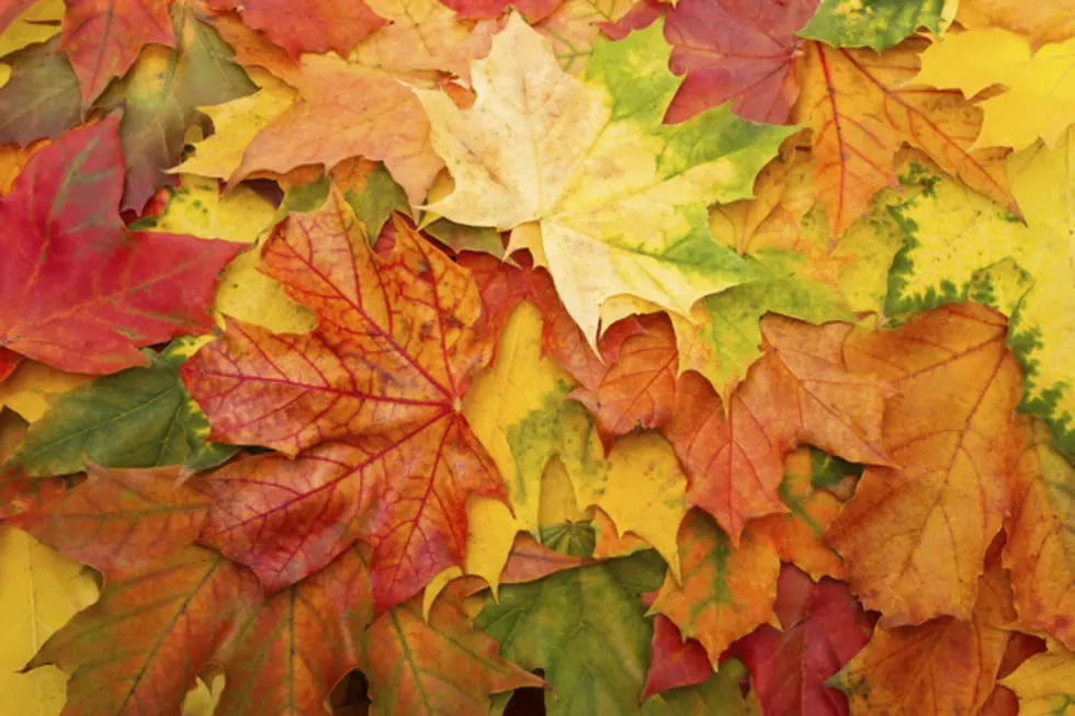 When Can I Do With My Bagged Leaves?  City Of Superior Releases Their Pickup Schedule For 2014