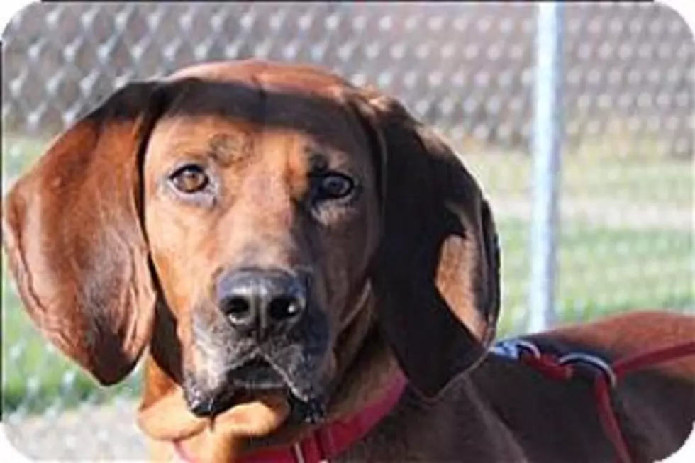 Big Red Is More Than Just Gum, He’s Our Animal Allies Pet Of The Week