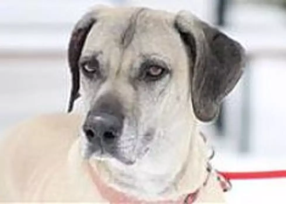 Ranger Looking For A Forever Home, Animal Allies Pet Of The Week