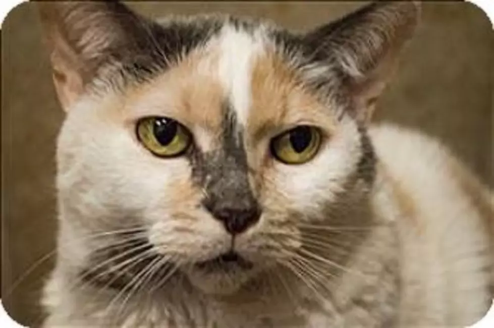 Queenie Wants To Set Up A Kingdom At Your Home, Animal Allies Pet Of The Week