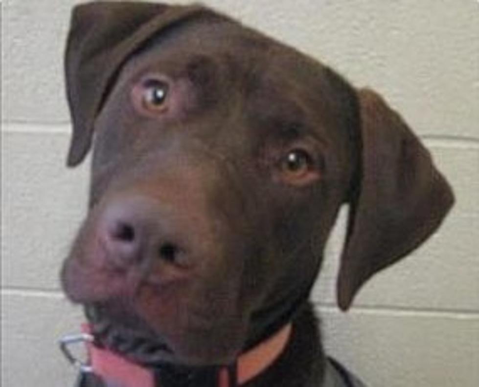 Who Doesn’t Like Chocolate, Tuco Looking For A Good Home, Animal Allies Pet Of The Week