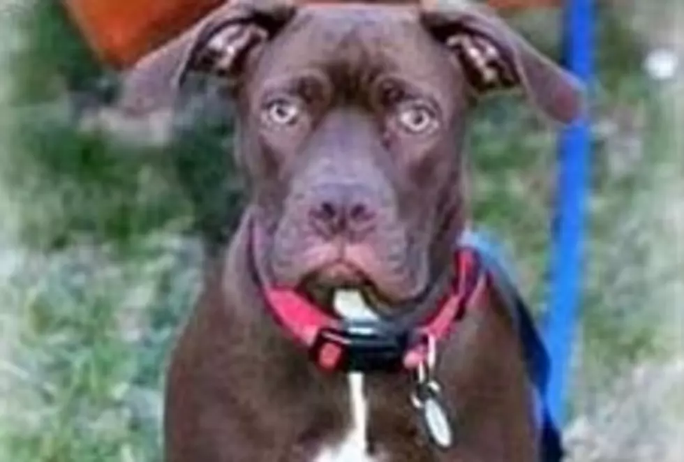 Jensen Is A Well Behaved Pup Looking For A Home, Animal Allies Pet Of The Week