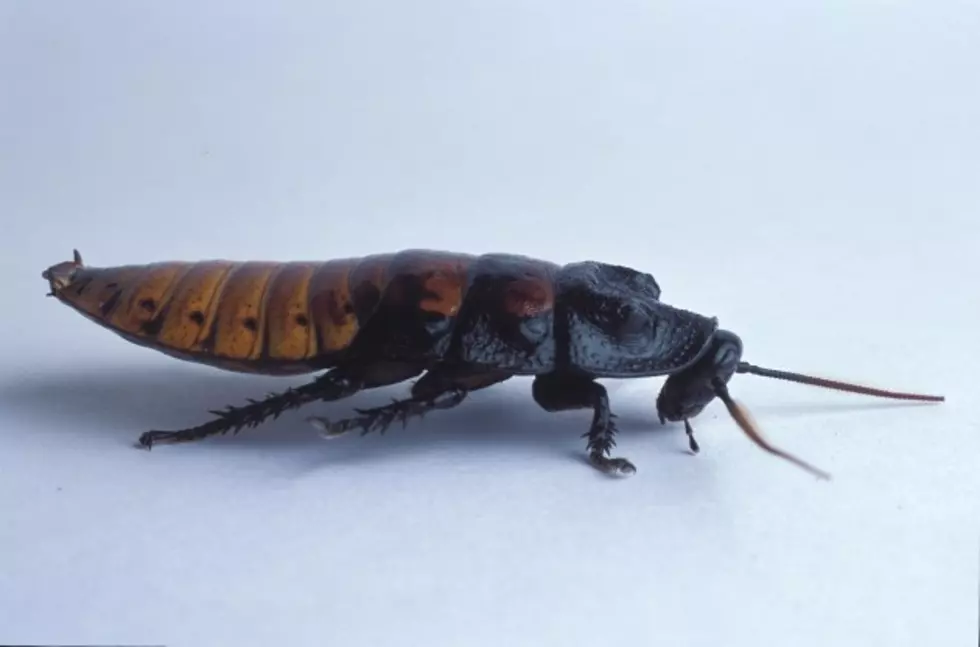 Adopt A Cockroach In Honor Of Your Worthless Ex For Valentines Day