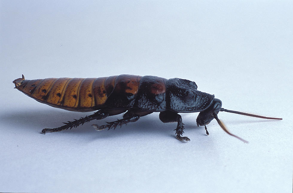 Adopt A Cockroach In Honor Of Your Worthless Ex For Valentines Day