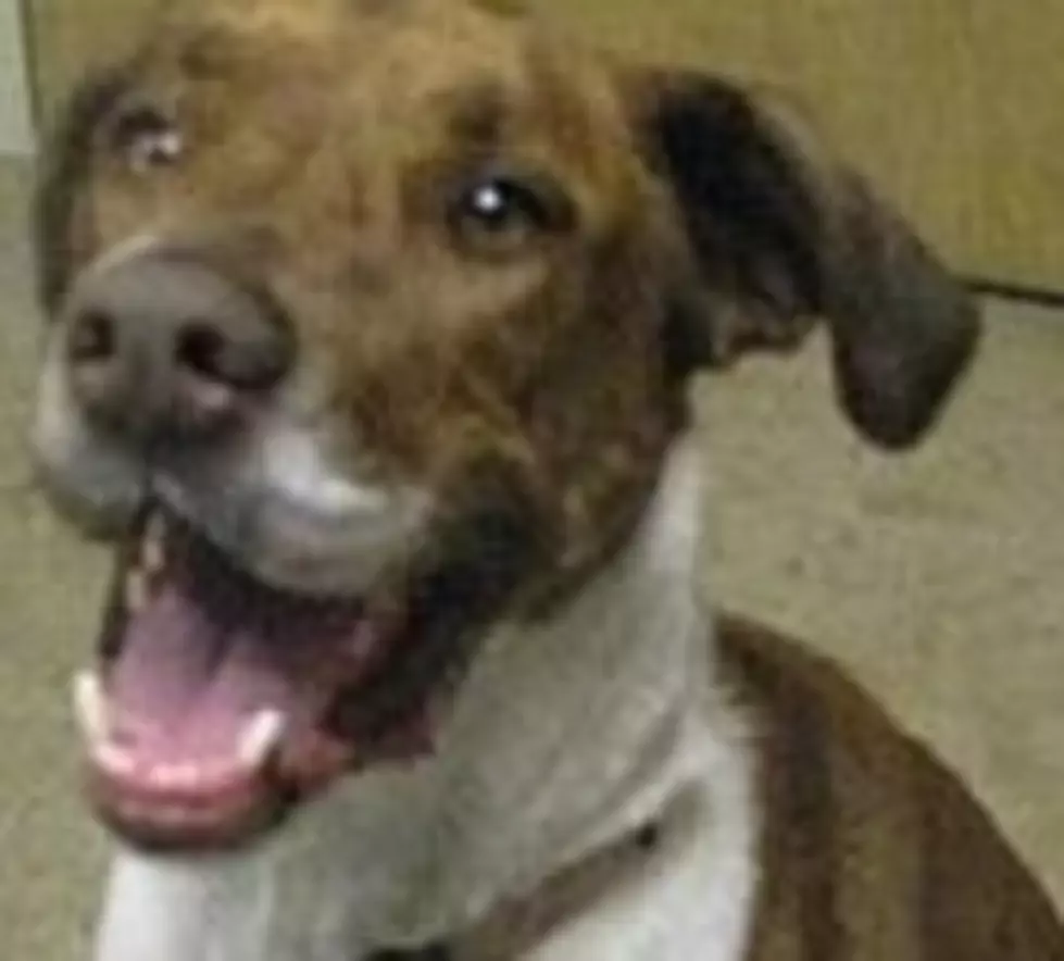Nut Allergies Won’t Prevent You From Adopting Peanut, Animal Allies Pet Of The Week