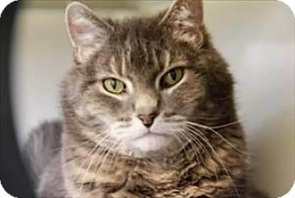 This Cat Needs To Be Treated Like A Dog, Smokey Is Animal Allies Pet Of The Week