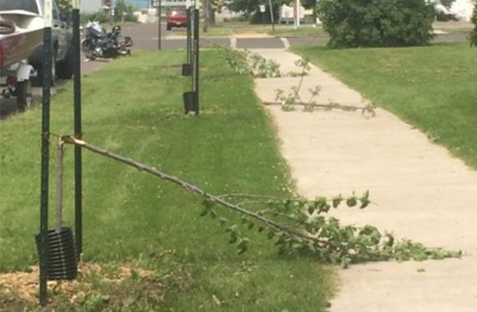 Superior Police Look For Suspects In Tree Vandalism Case