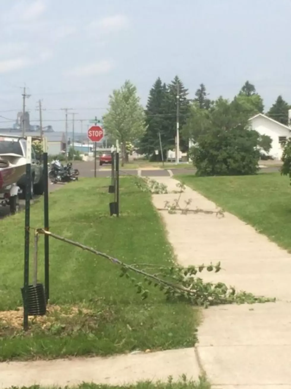 Vandalized Trees To Be Replaced In Superior Thanks To Supporting Businesses