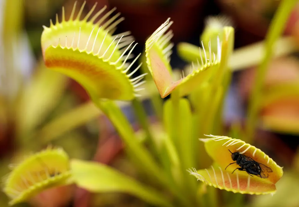 Grow Your Own Meat Eating Plants [PHOTO]