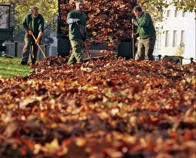 Too Early To Think Fall Yard Clean-Up?