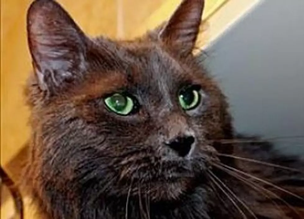 Smokey The Cat, Looking For A Good Home, Animal Allies Pet Of The Week