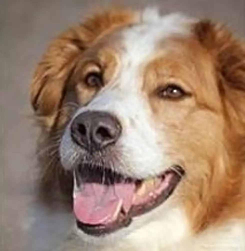 Jack Of All Dogs, Our Pet Of The Week From Animal Allies