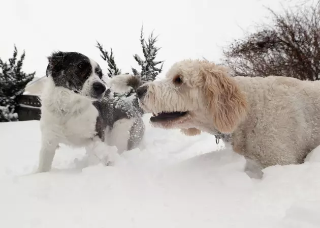 Winter And Cold Weather Tips For Your Pets